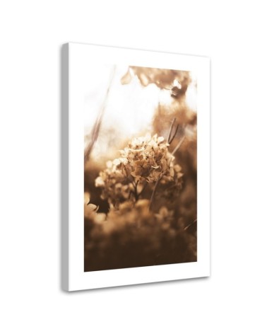 Leinwandbild - Verwelkte Hortensie bei Sonnenuntergang | Feeby