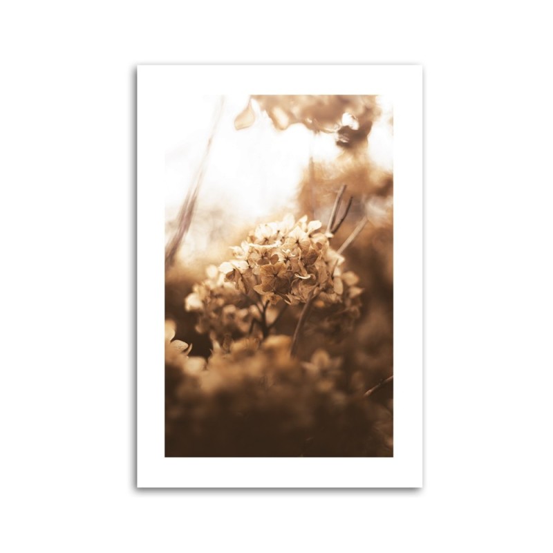 Leinwandbild - Verwelkte Hortensie bei Sonnenuntergang | Feeby