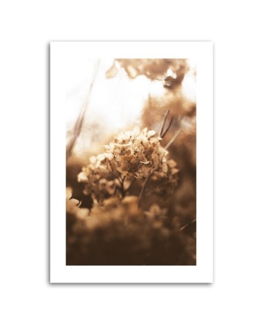 Leinwandbild - Verwelkte Hortensie bei Sonnenuntergang | Feeby