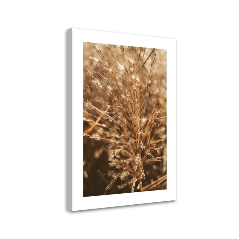 Bild auf Leinwand - Beigefarbenes Gras | Feeby