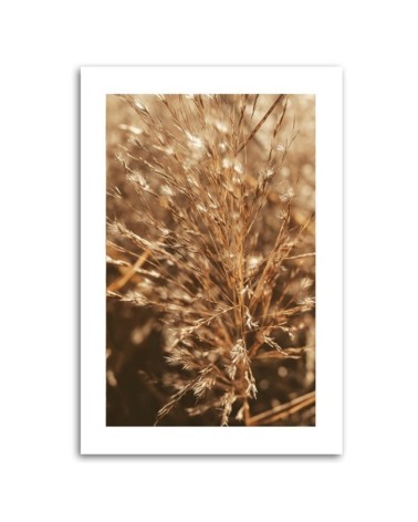 Bild auf Leinwand - Beigefarbenes Gras | Feeby