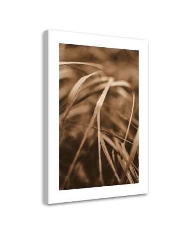 Leinwandbild - Trockenes Gras | Feeby