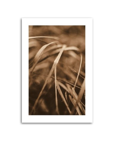 Leinwandbild - Trockenes Gras | Feeby