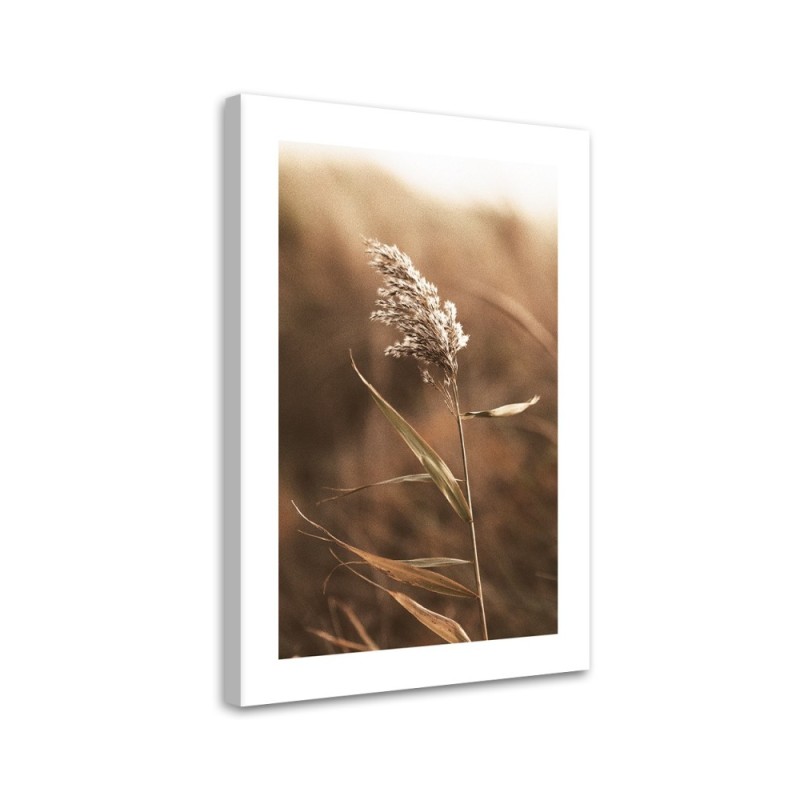 Leinwanddruck - Schilf im Makromaßstab | Feeby