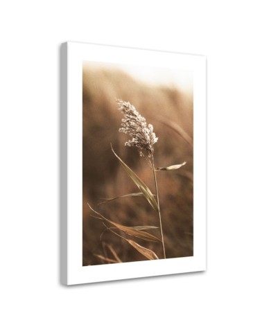 Leinwanddruck - Schilf im Makromaßstab | Feeby