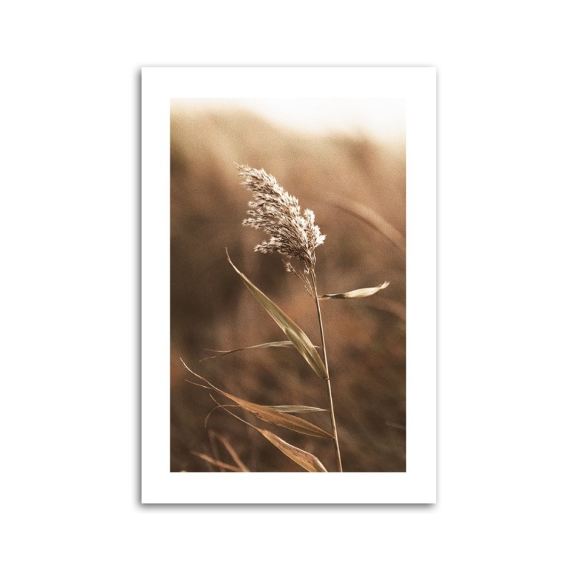 Leinwanddruck - Schilf im Makromaßstab | Feeby