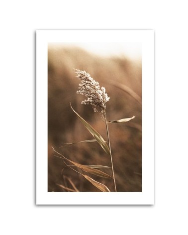 Leinwanddruck - Schilf im Makromaßstab | Feeby