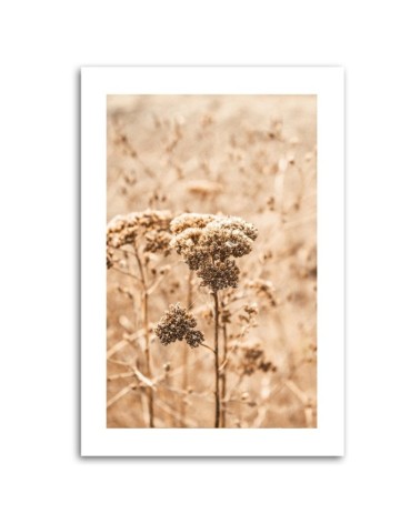 Modernes Wandbild - Beige Gräser | Feeby