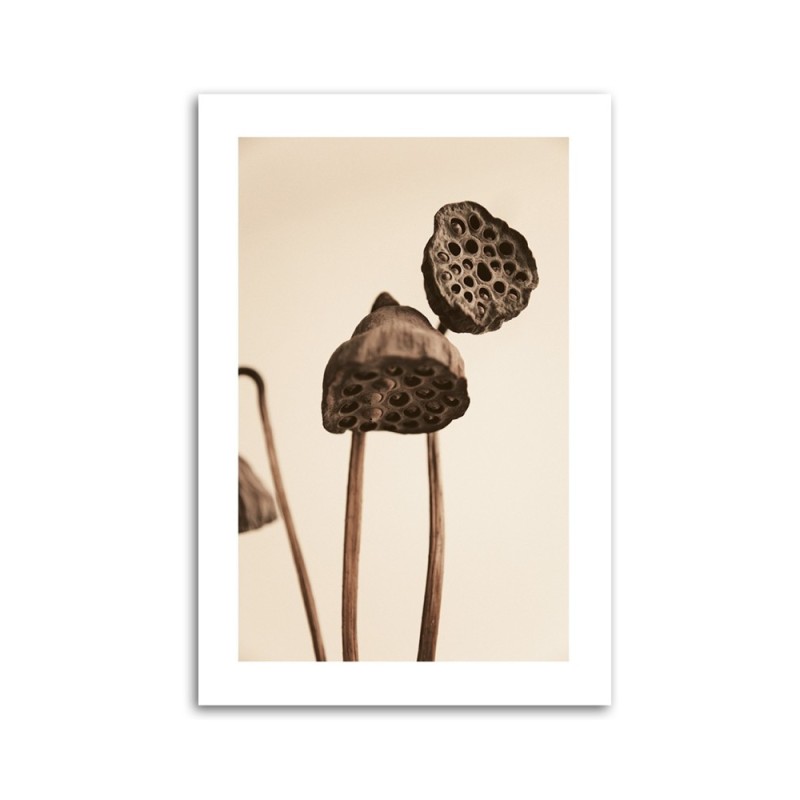 Wandbild für Wohnzimmer - Getrocknete Lotosblumen | Feeby