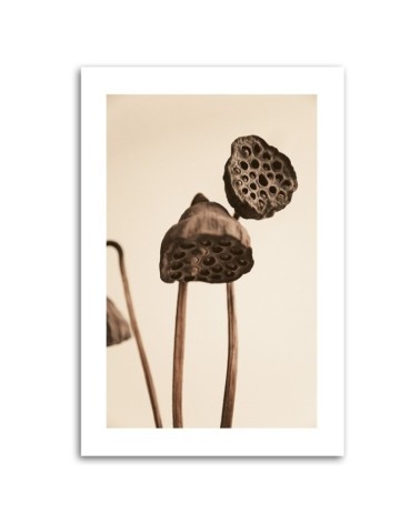 Wandbild für Wohnzimmer - Getrocknete Lotosblumen | Feeby