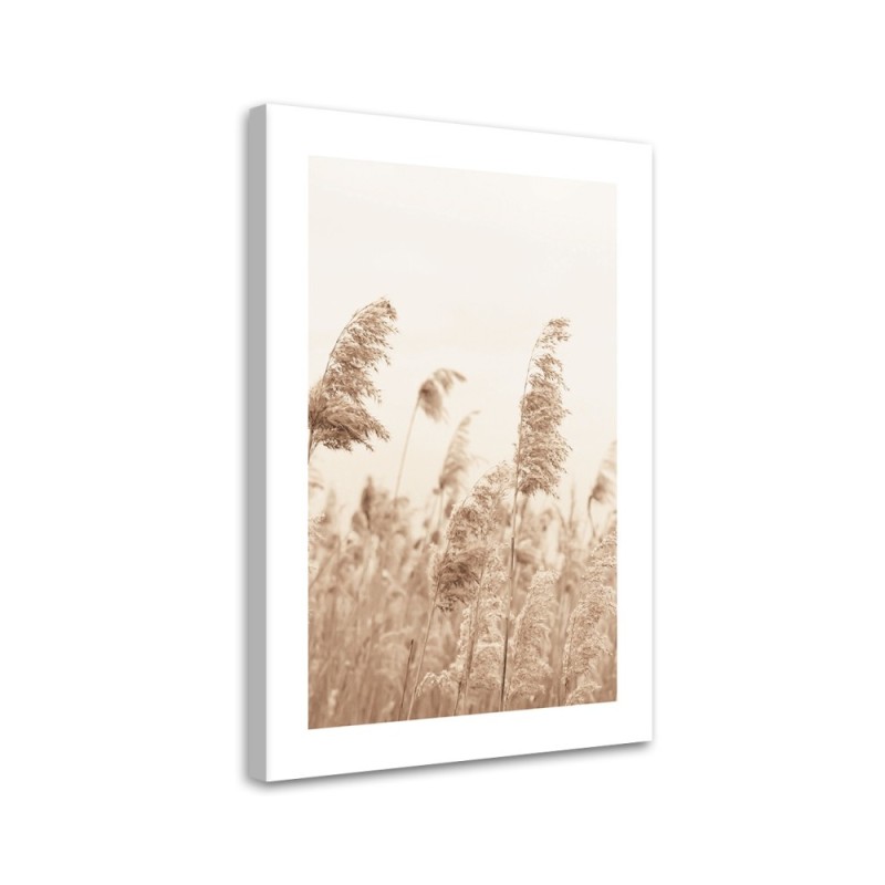 Bild auf Leinwand - Schilf das sich im Wind wiegt | Feeby