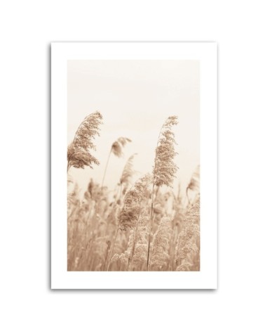 Bild auf Leinwand - Schilf das sich im Wind wiegt | Feeby