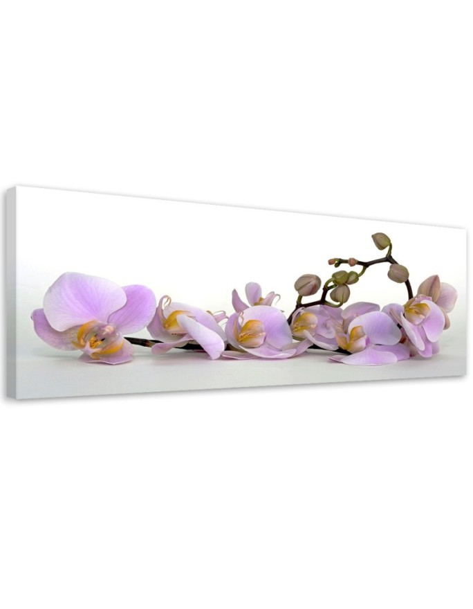 Obraz na płótnie nowoczesny - Kwitnący kwiat orchidei | Feeby.pl