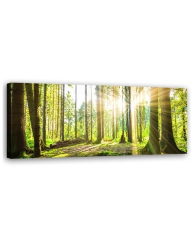Leinwandbild - Sonnenschein im Wald | Feeby