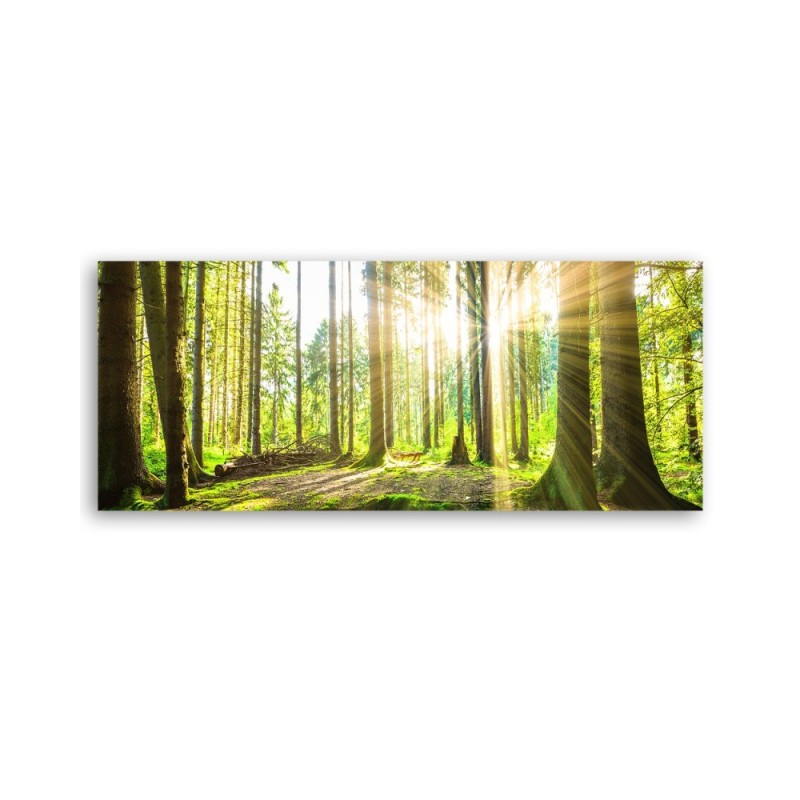 Leinwandbild - Sonnenschein im Wald | Feeby