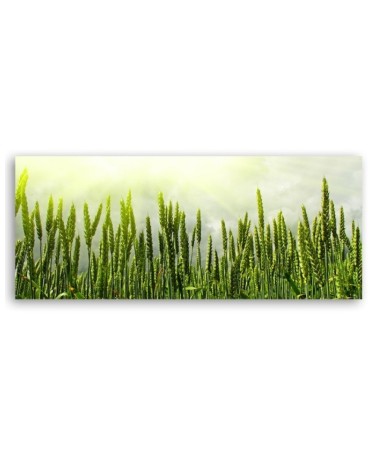 Modernes Wandbild - Weizenfeld | Feeby