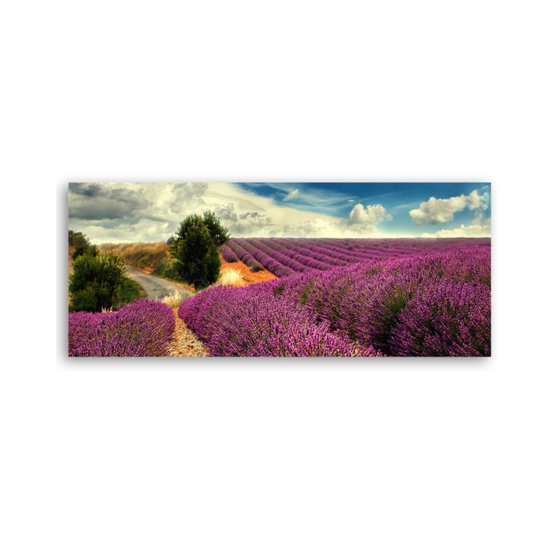 Modernes Wandbild - Lavendellandschaft | Feeby