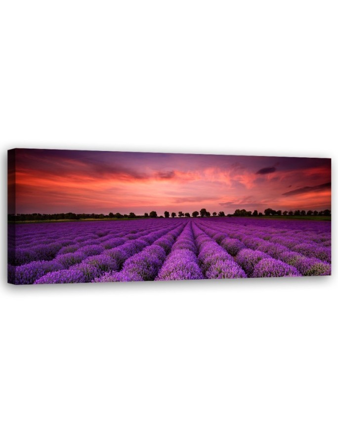 Bild auf Leinwand - Feld mit violetten Blumen | Feeby