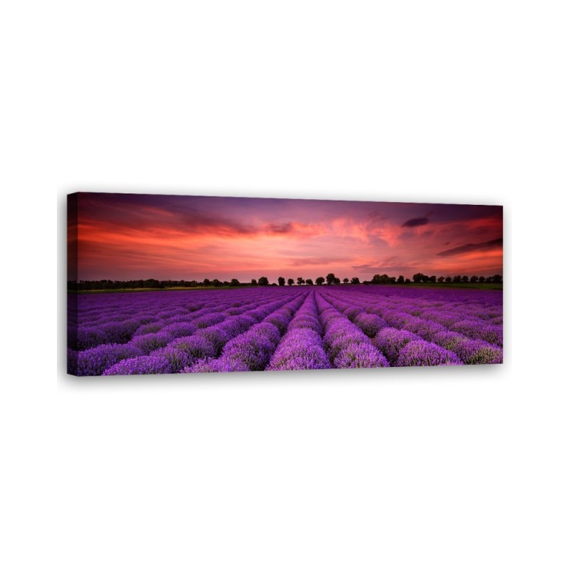 Bild auf Leinwand - Feld mit violetten Blumen | Feeby