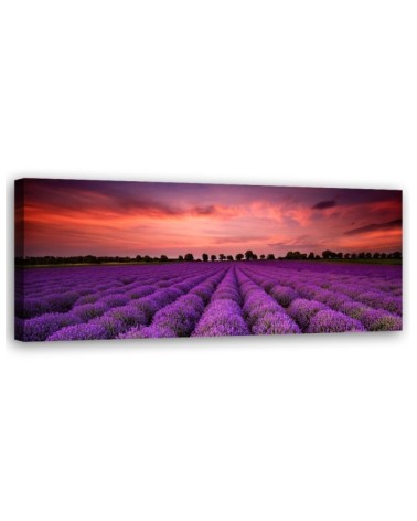 Bild auf Leinwand - Feld mit violetten Blumen | Feeby