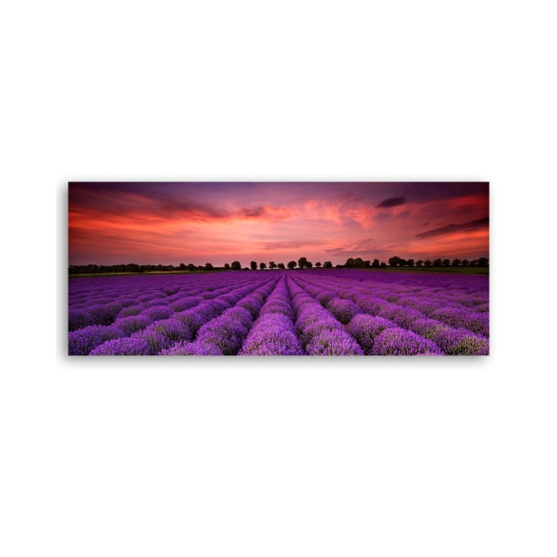 Bild auf Leinwand - Feld mit violetten Blumen | Feeby