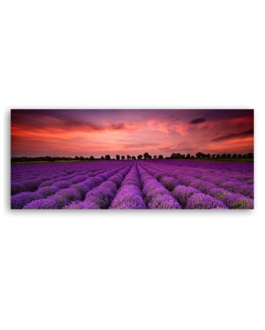 Bild auf Leinwand - Feld mit violetten Blumen | Feeby