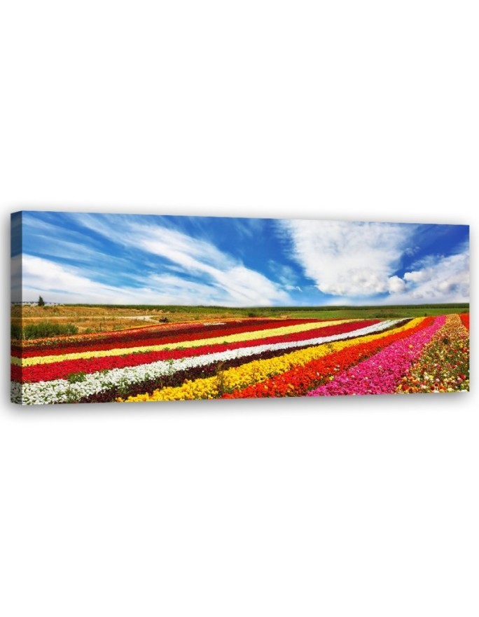 Leinwanddruck - Feld mit bunten Tulpen | Feeby