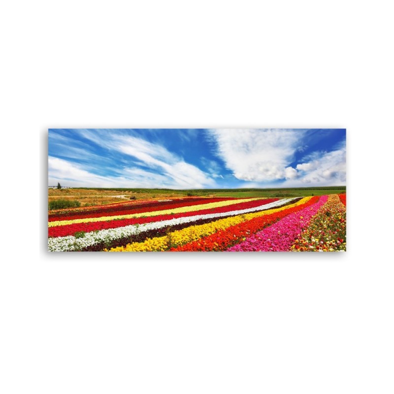 Leinwanddruck - Feld mit bunten Tulpen | Feeby