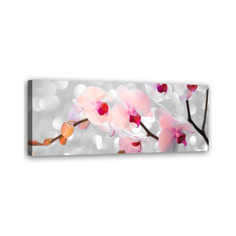 Dekoratives Leinwandbild - Orchideenblüten Natur | Feeby