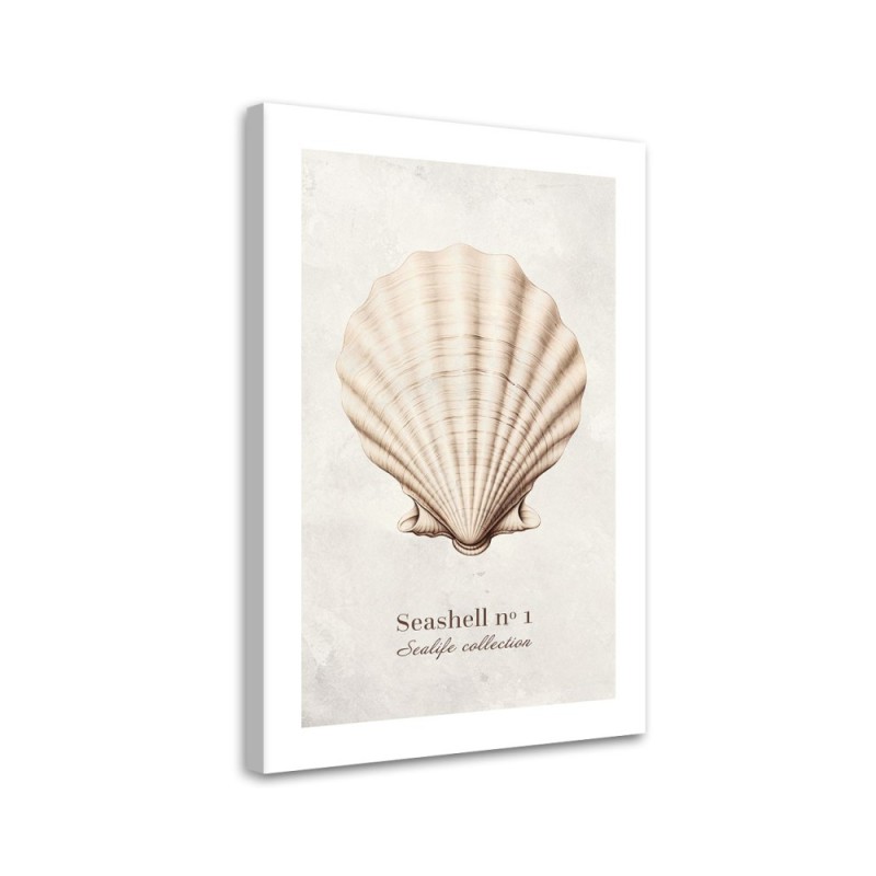 Modernes Wandbild - Natürliche Muschel | Feeby
