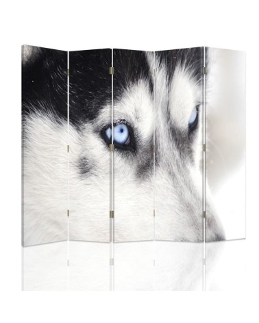 Parawan Syberyjski husky - feeby.pl