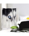 Parawan Syberyjski husky - feeby.pl