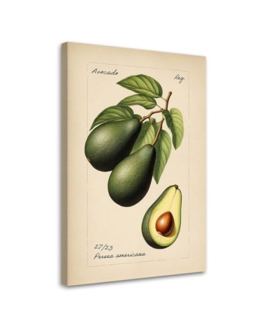 Modern canvas print for kitchen - Vintage fruit Avocado | FEEBY