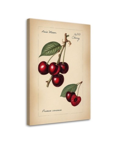 Obraz do kuchni nowoczesny - Owoce Vintage Wiśnia | Feeby.pl