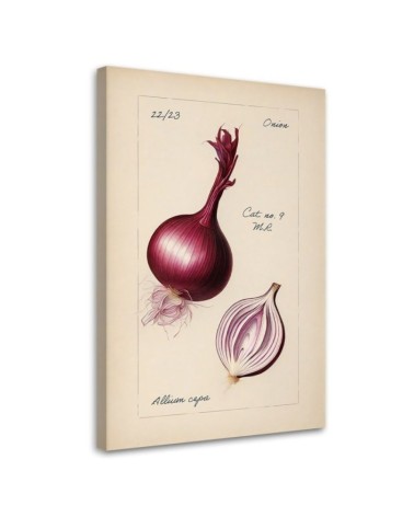 Image for dining room modern - Vintage vegetables Onion | FEEBY