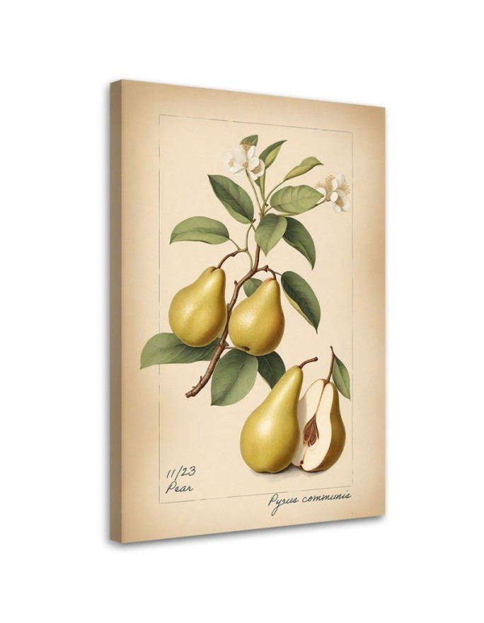 Print on canvas for kitchen - Fruit Vintage Pear | FEEBY
