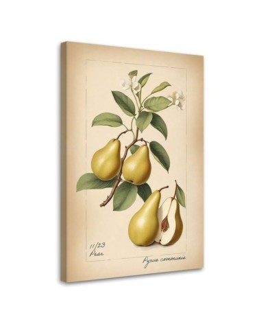 Print on canvas for kitchen - Fruit Vintage Pear | FEEBY
