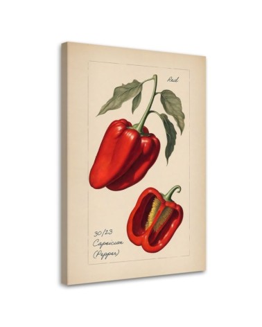 Kitchen canvas print - Vintage vegetables Peppers | FEEBY