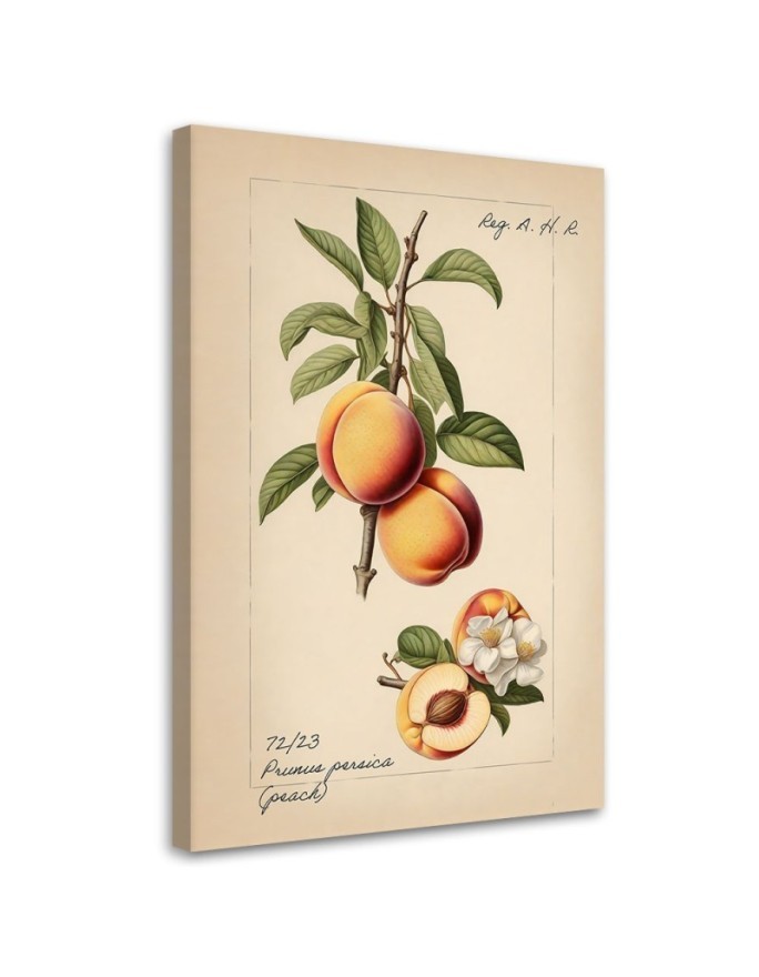 Obraz do kuchni - Owoce Vintage Brzoskwinia | Feeby.pl