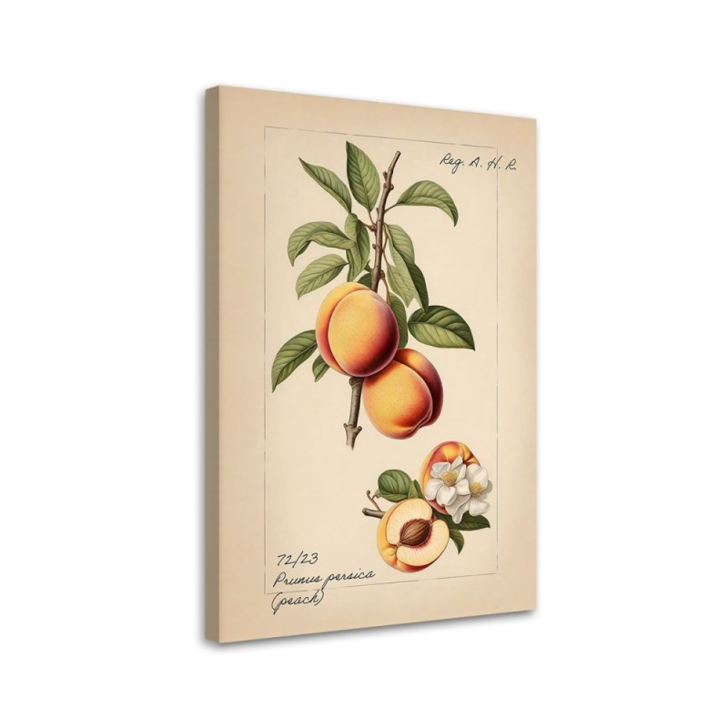 Obraz do kuchni - Owoce Vintage Brzoskwinia | Feeby.pl
