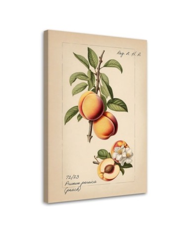 Obraz do kuchni - Owoce Vintage Brzoskwinia | Feeby.pl