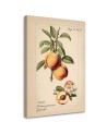 Obraz do kuchni - Owoce Vintage Brzoskwinia | Feeby.pl