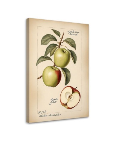 Picture for restaurant - Fruit Vintage Apple | FEEBY