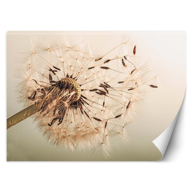 Stilvolle Fototapete - Beige Pusteblume | Feeby