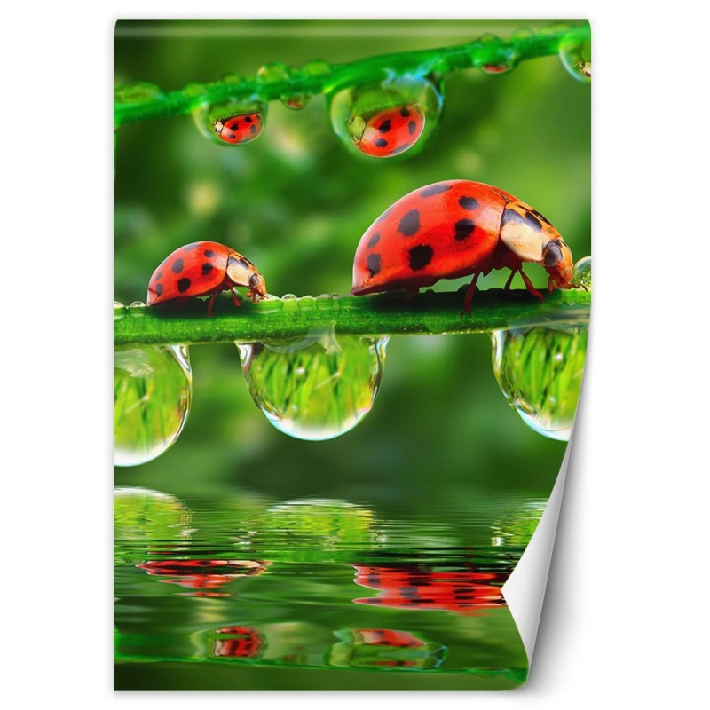 Fototapete - Marienkäfer auf Zweigen | Feeby