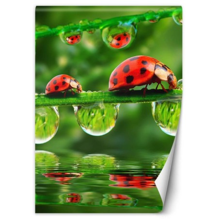 Fototapete - Marienkäfer auf Zweigen | Feeby