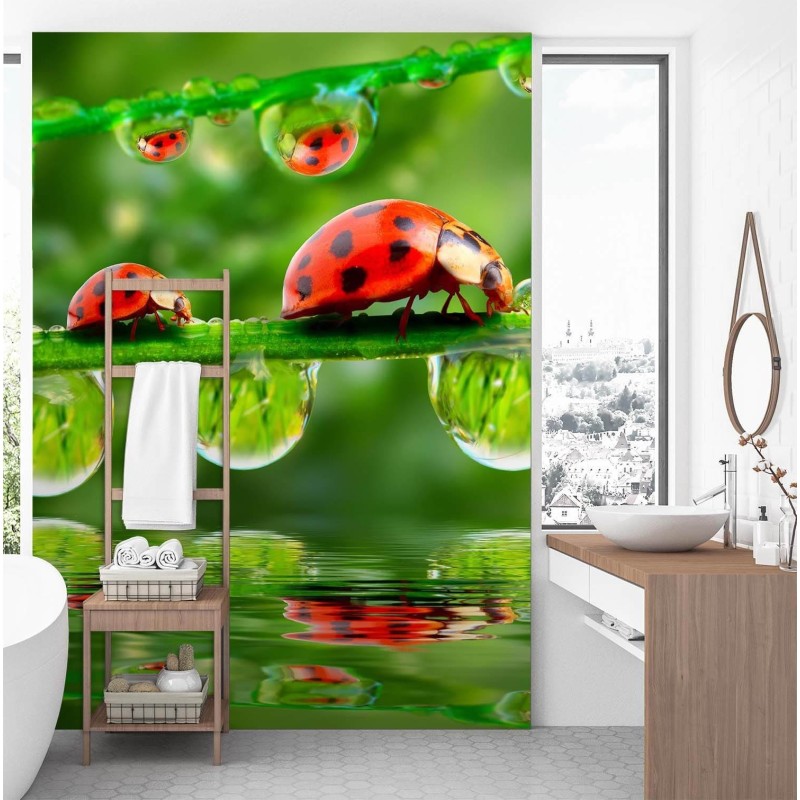 Fototapete - Marienkäfer auf Zweigen | Feeby