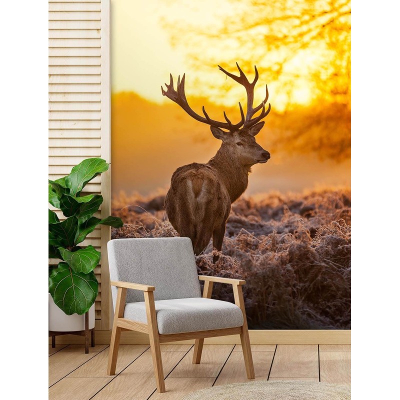 Moderne Fototapete - Hirsch bei Sonnenuntergang | Feeby