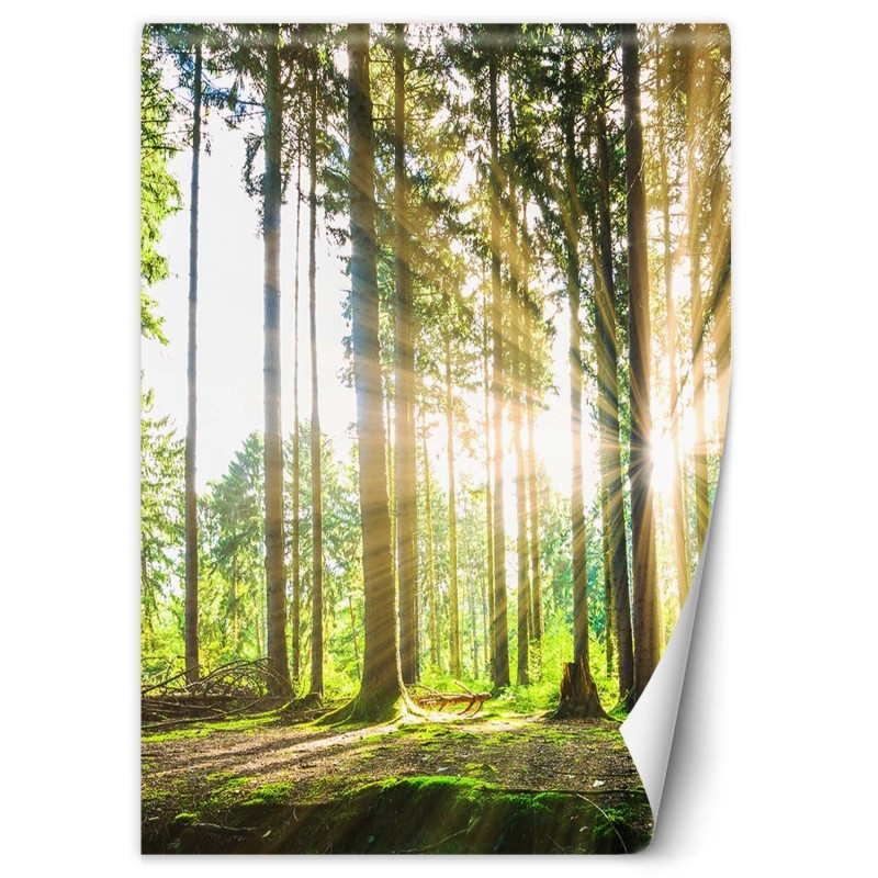 Modische Fototapete - Wald Sonne Natur Baume | Feeby