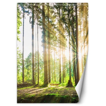 Modische Fototapete - Wald Sonne Natur Baume | Feeby